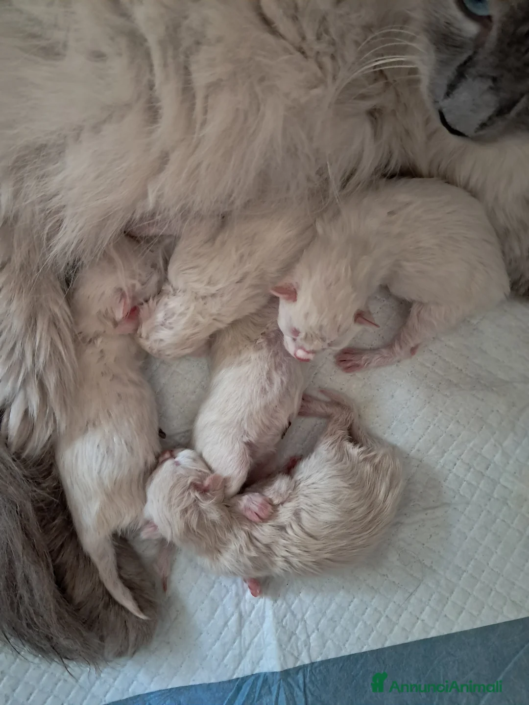 Siberiano gatti in vendita: Cuccioli siberiani neva  - Annuncio 2