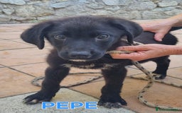 Meticcio cani in regalo: UNA MAMMA PER PEPE a Provincia di Varese - Immagine 1