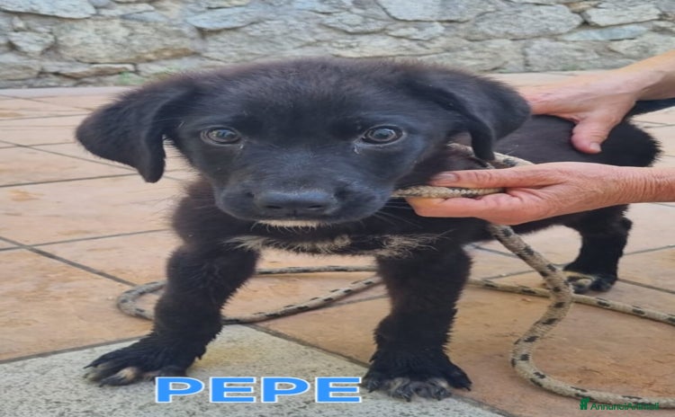 Meticcio cani a Provincia di Varese - Annuncio 15