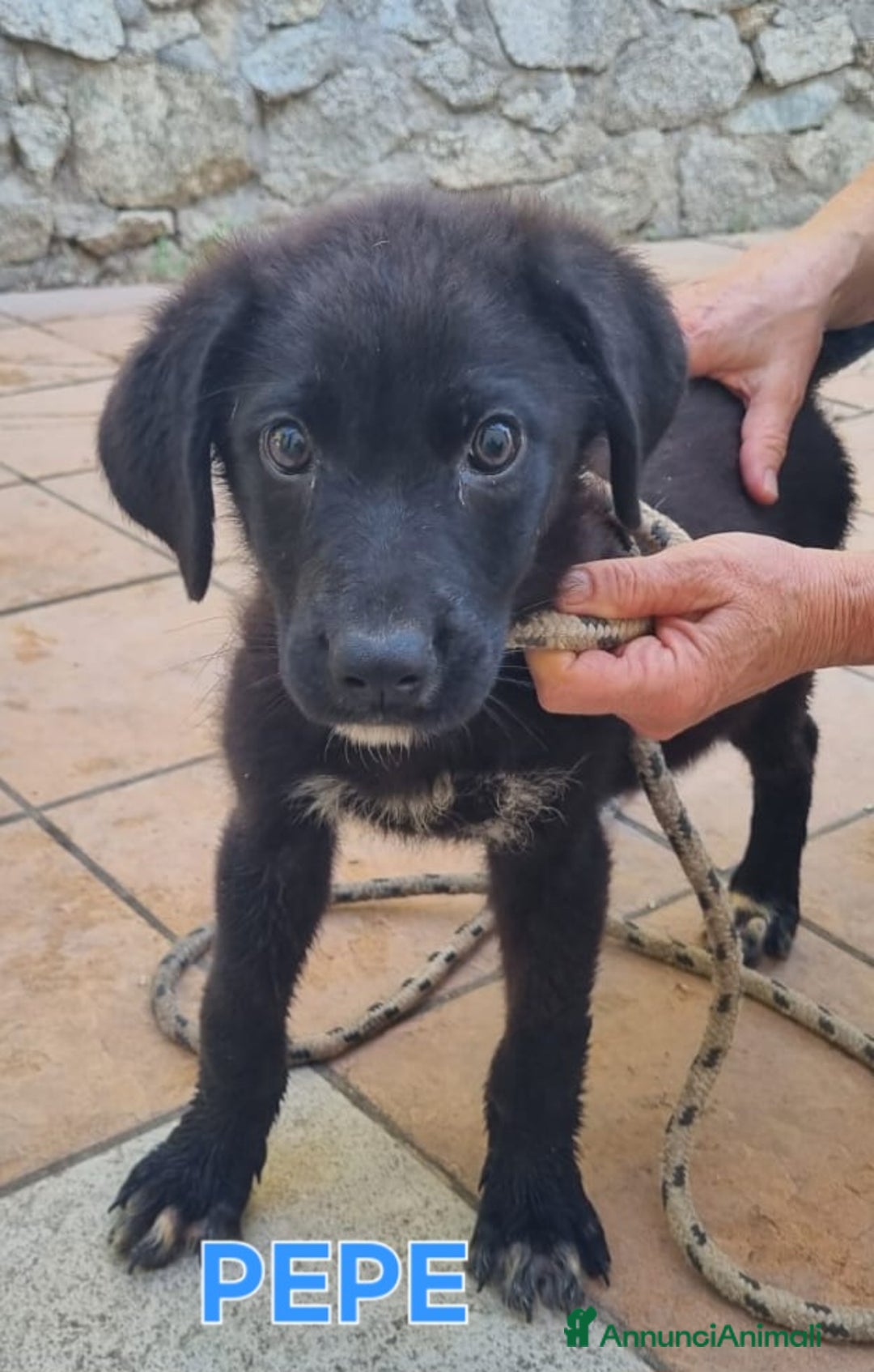 Meticcio cani in regalo: UNA MAMMA PER PEPE a Provincia di Varese - Immagine 1