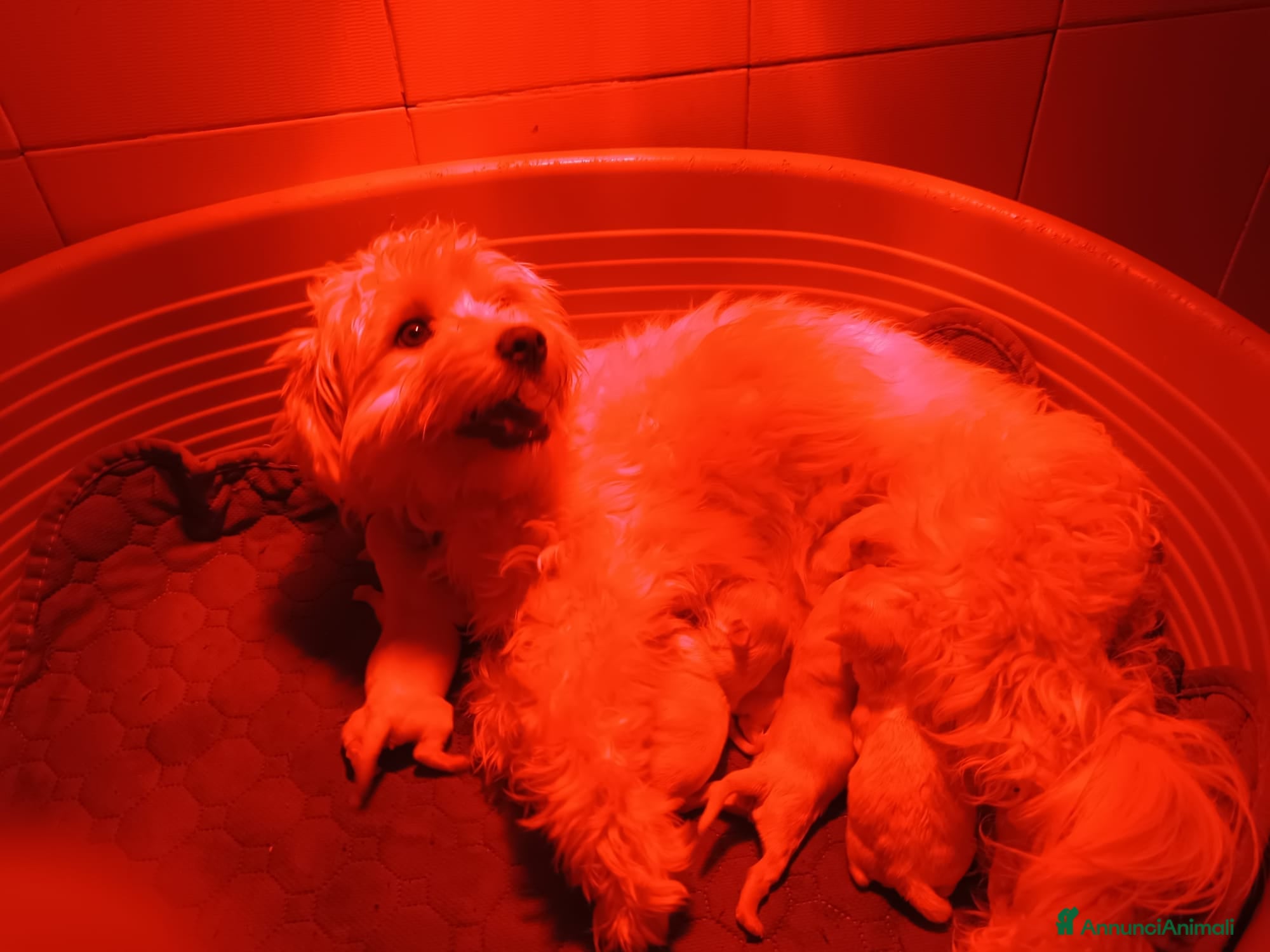 Maltese cani Maltese cucciolo genitori con pedigree ENCI - Annuncio 2
