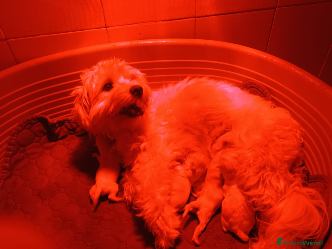 Maltese cani in vendita: Maltese cucciolo genitori con pedigree ENCI - Annuncio 2