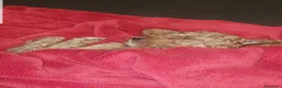 Meticcio cani in vendita: Barboncini cercano casa  - Annuncio 8