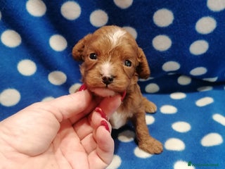 Meticcio cani Cavapoo cuccioli - Annuncio 4