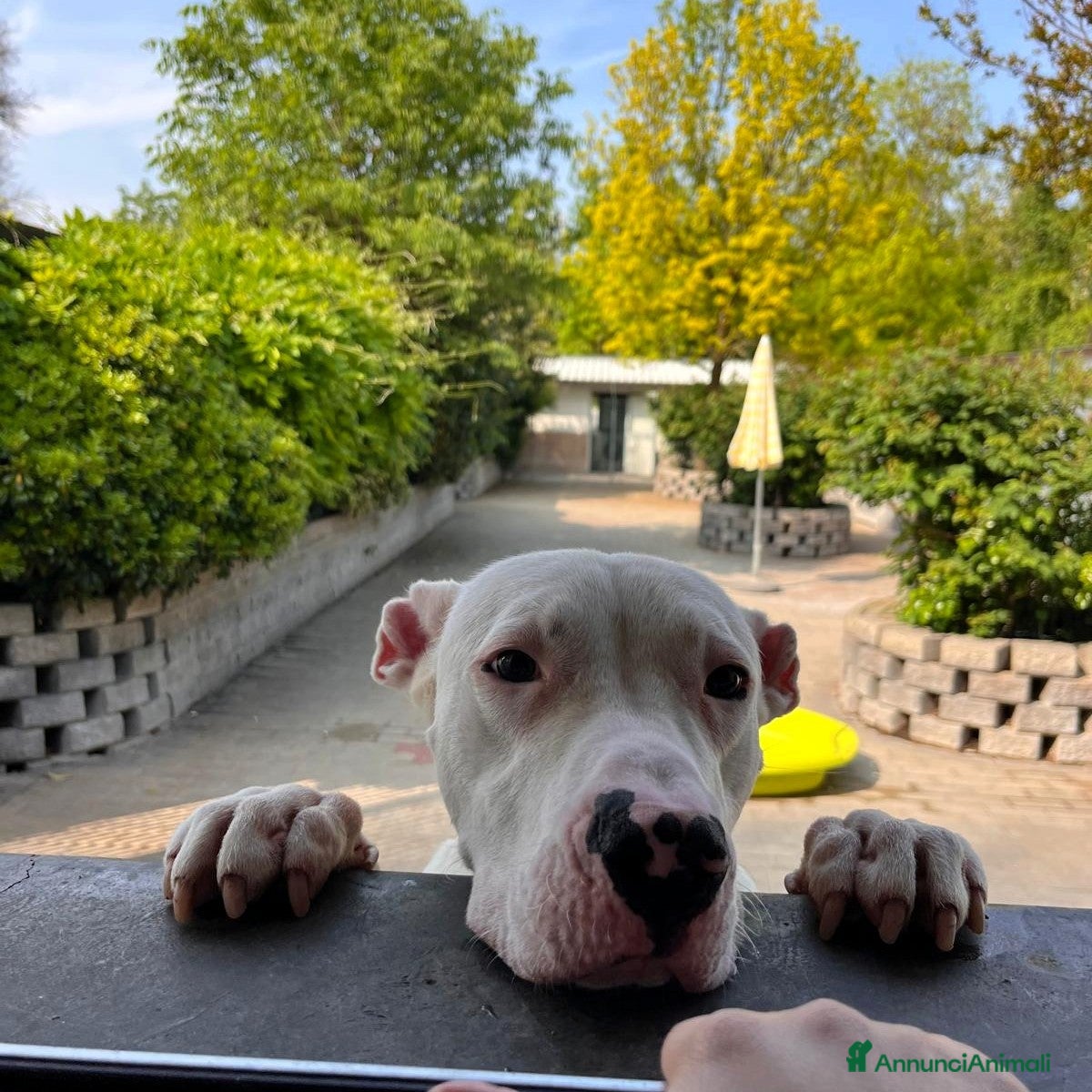 Meticcio cani ALBINO DOGO ARGENTINO - Annuncio 1