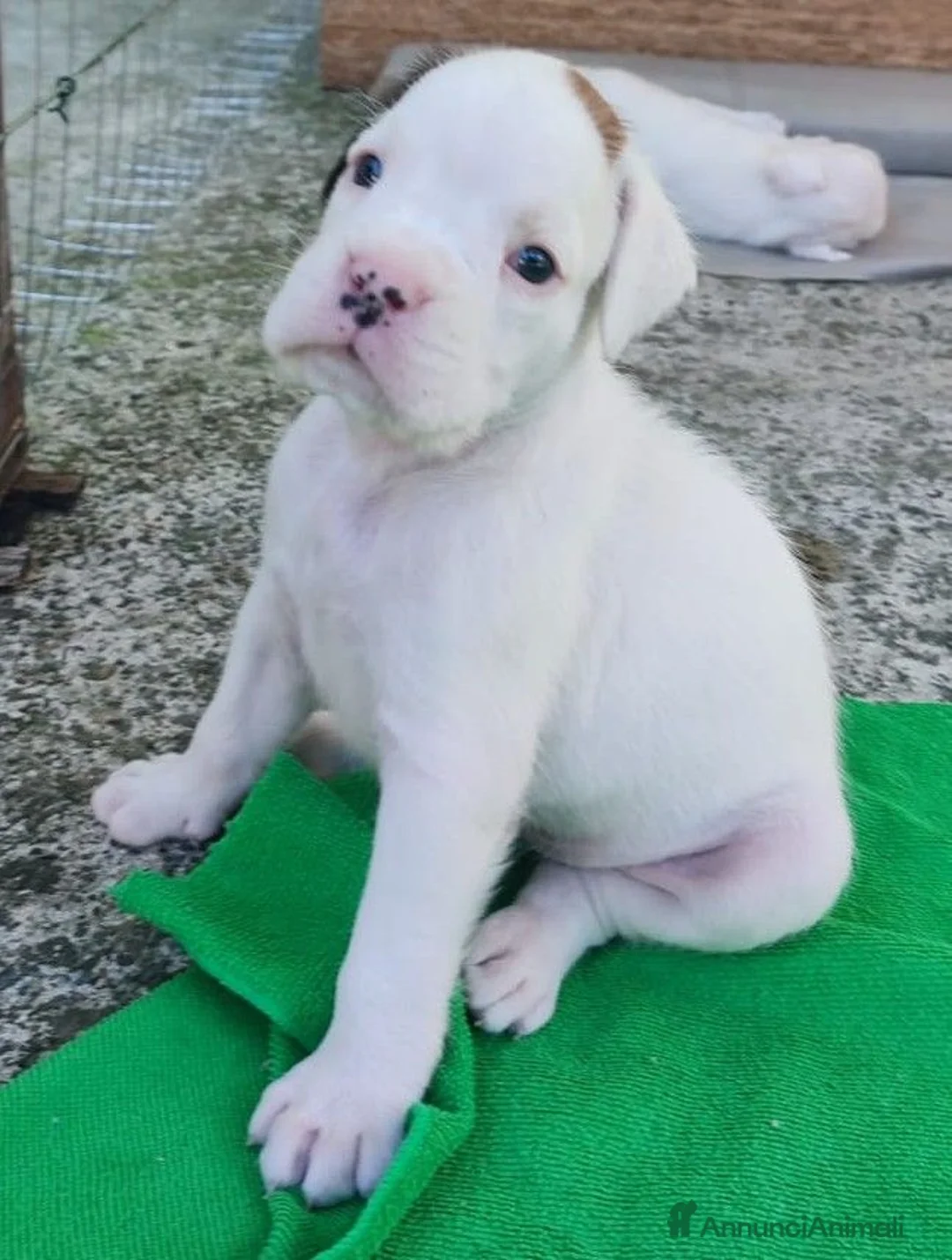 Boxer cani in vendita: boxer disponibili - Annuncio 1