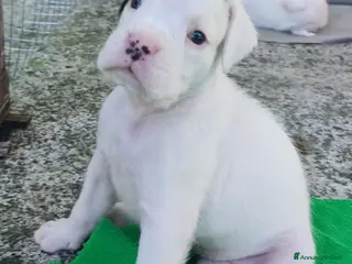 Boxer cani boxer disponibili - Annuncio 2