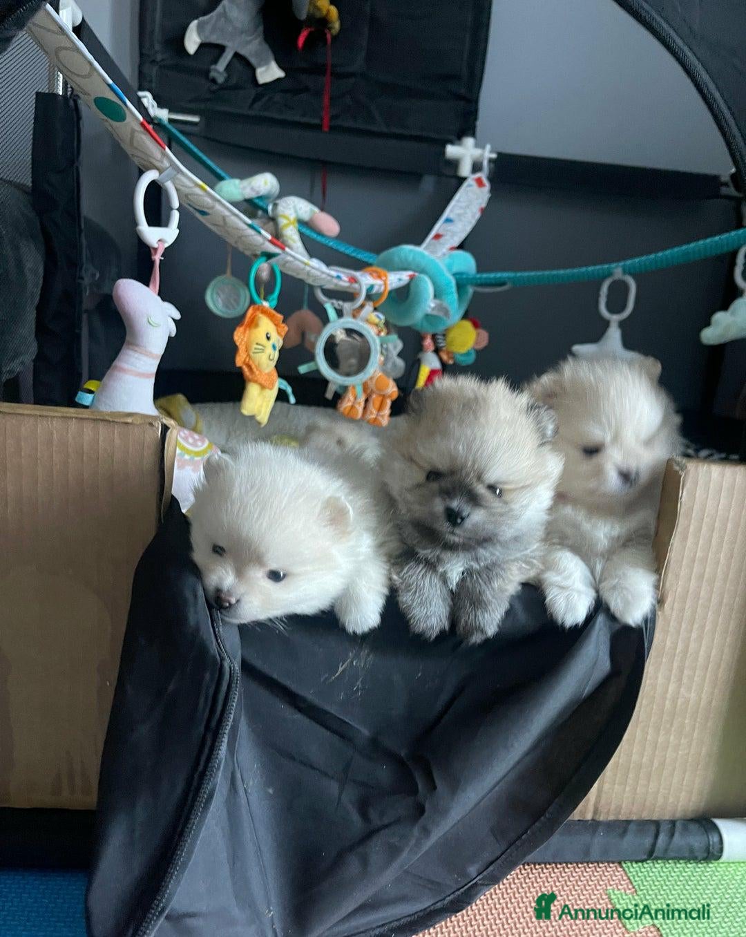 Volpino Pomerania cani in vendita: Cuccioli di Pomerania di alta qualità a Città metropolitana di Milano - Annuncio 1
