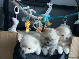 Volpino Pomerania cani Cuccioli di Pomerania di alta qualità a Città metropolitana di Milano - Annuncio 18