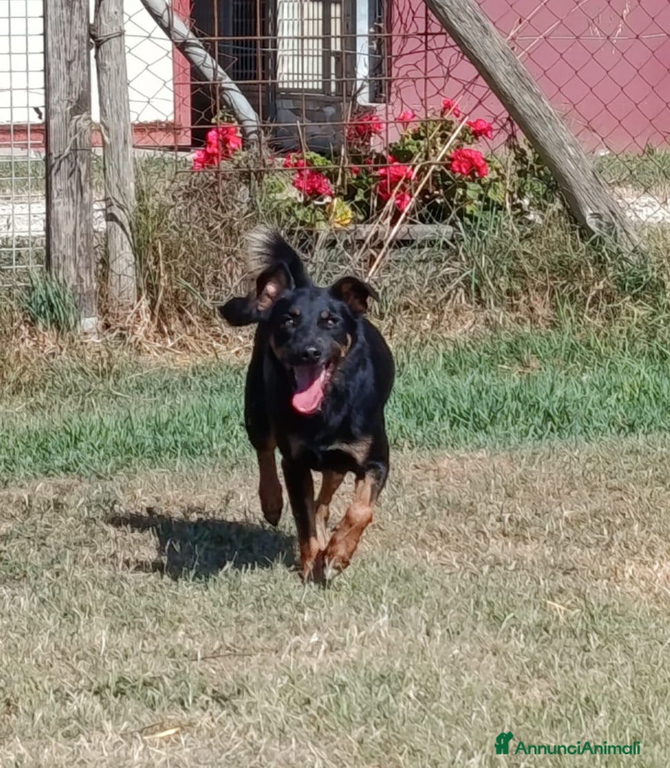 Meticcio cani Up, simpaticissimo simil pincher  a Provincia di Latina - Annuncio 42