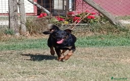 Meticcio cani in regalo: Up, simpaticissimo simil pincher  a Provincia di Latina - Immagine 1