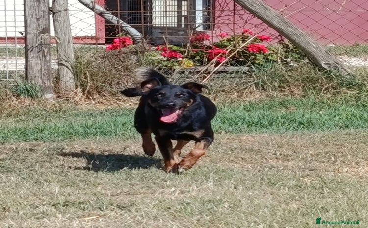 Meticcio cani a Provincia di Latina - Annuncio 11