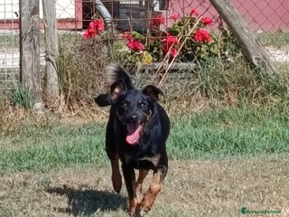 Meticcio cani Up, simpaticissimo simil pincher a Provincia di Latina - Annuncio 29