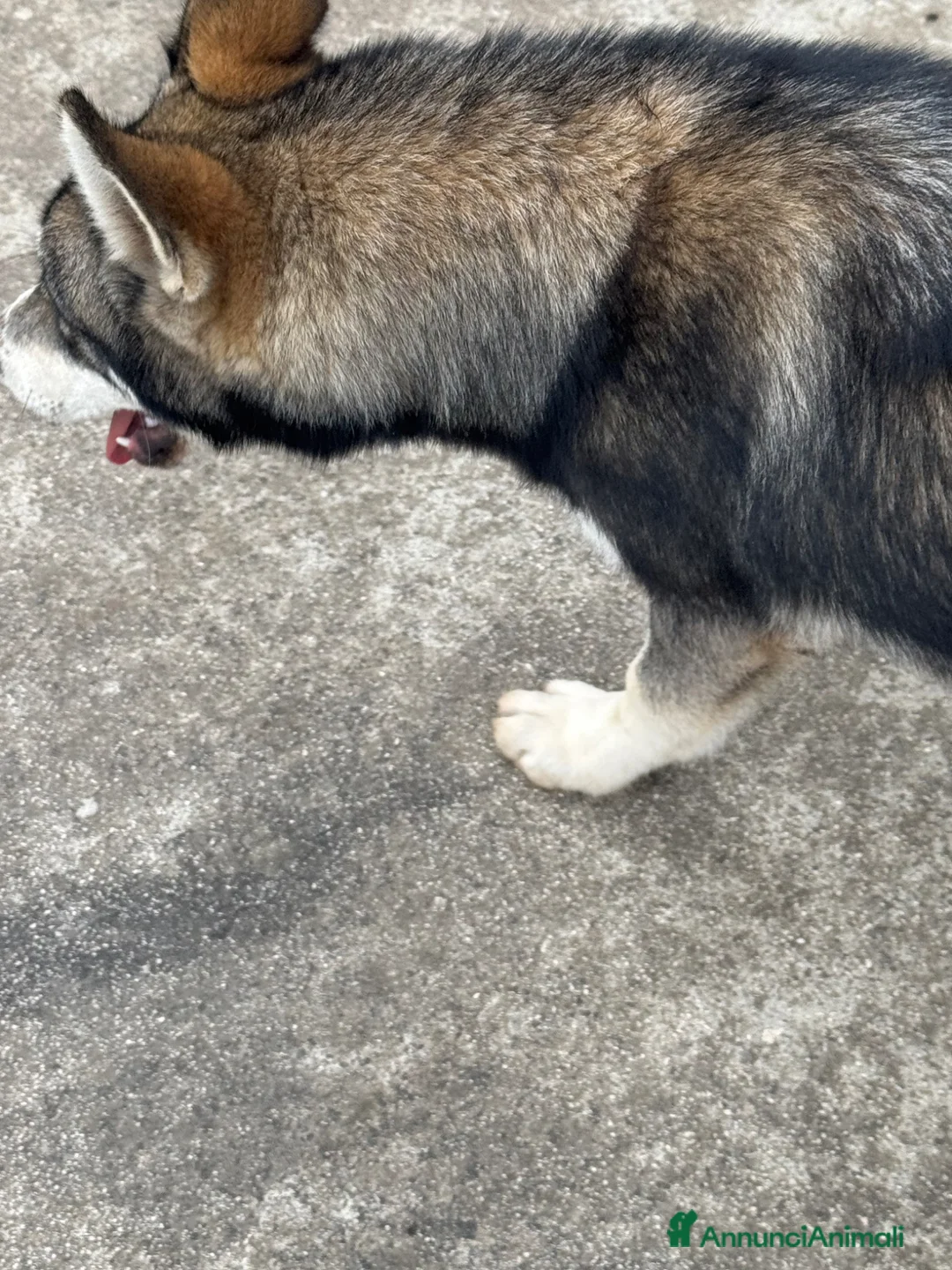 Husky cani in regalo: Husky 18 mesi gratis BA Altamura  - Annuncio 5