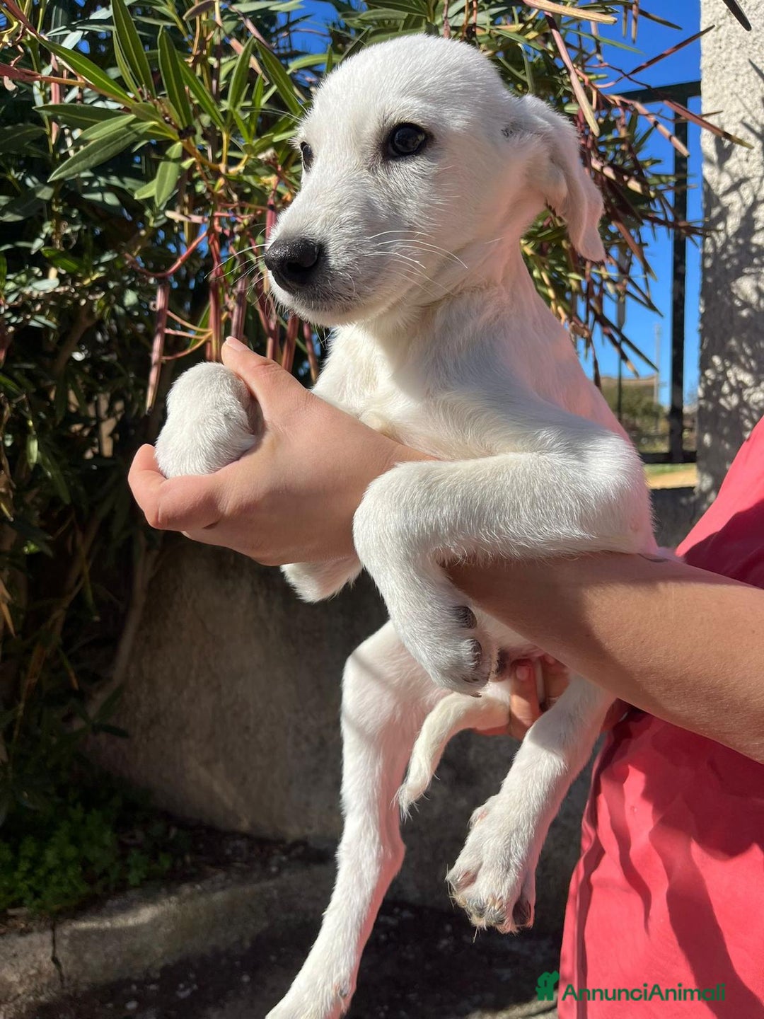 Altre razze cani in regalo: max 3 mesi - Annuncio 3