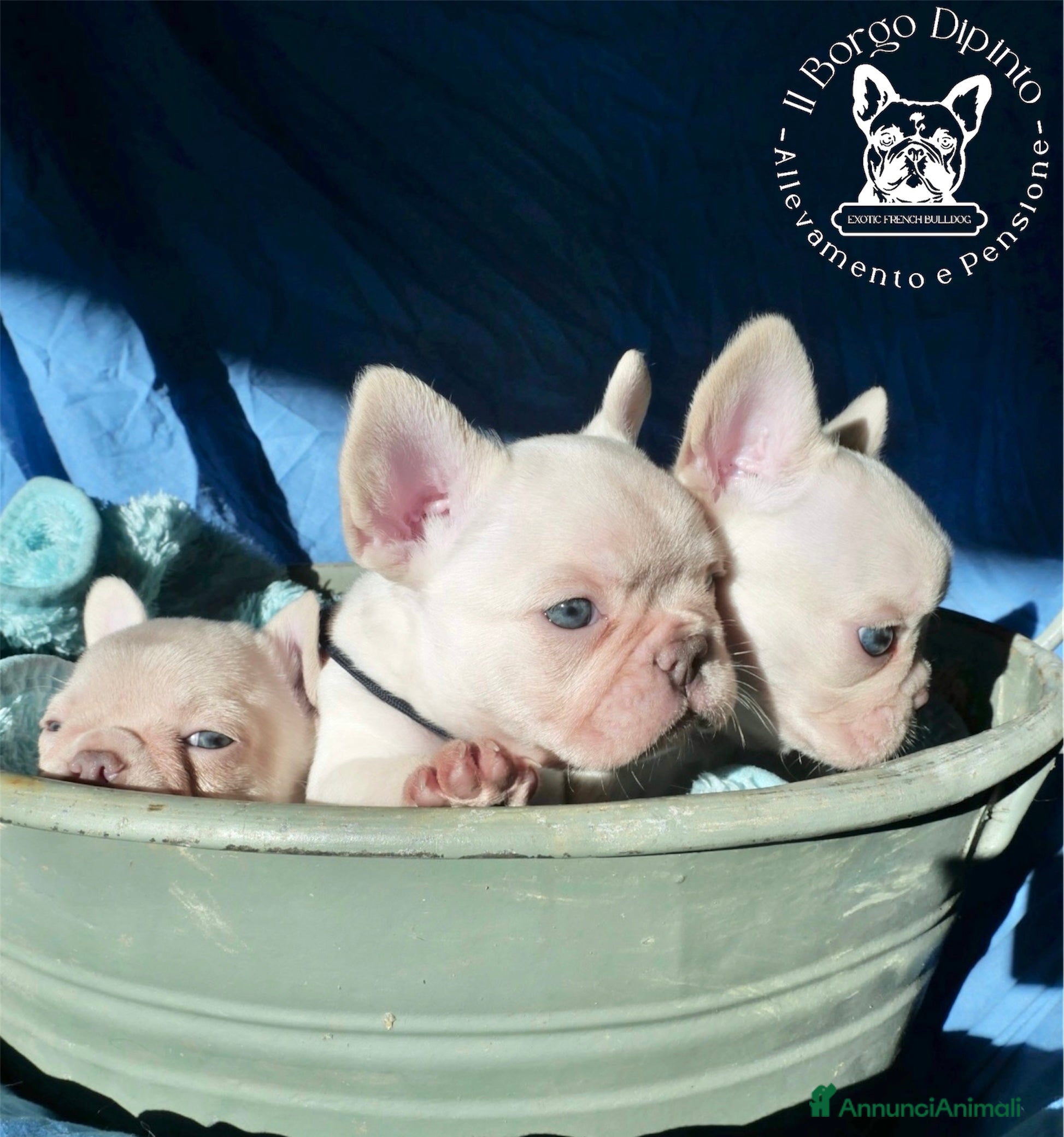 Bulldog Francese cani Cuccioli bulldog francese esotico - Annuncio 9