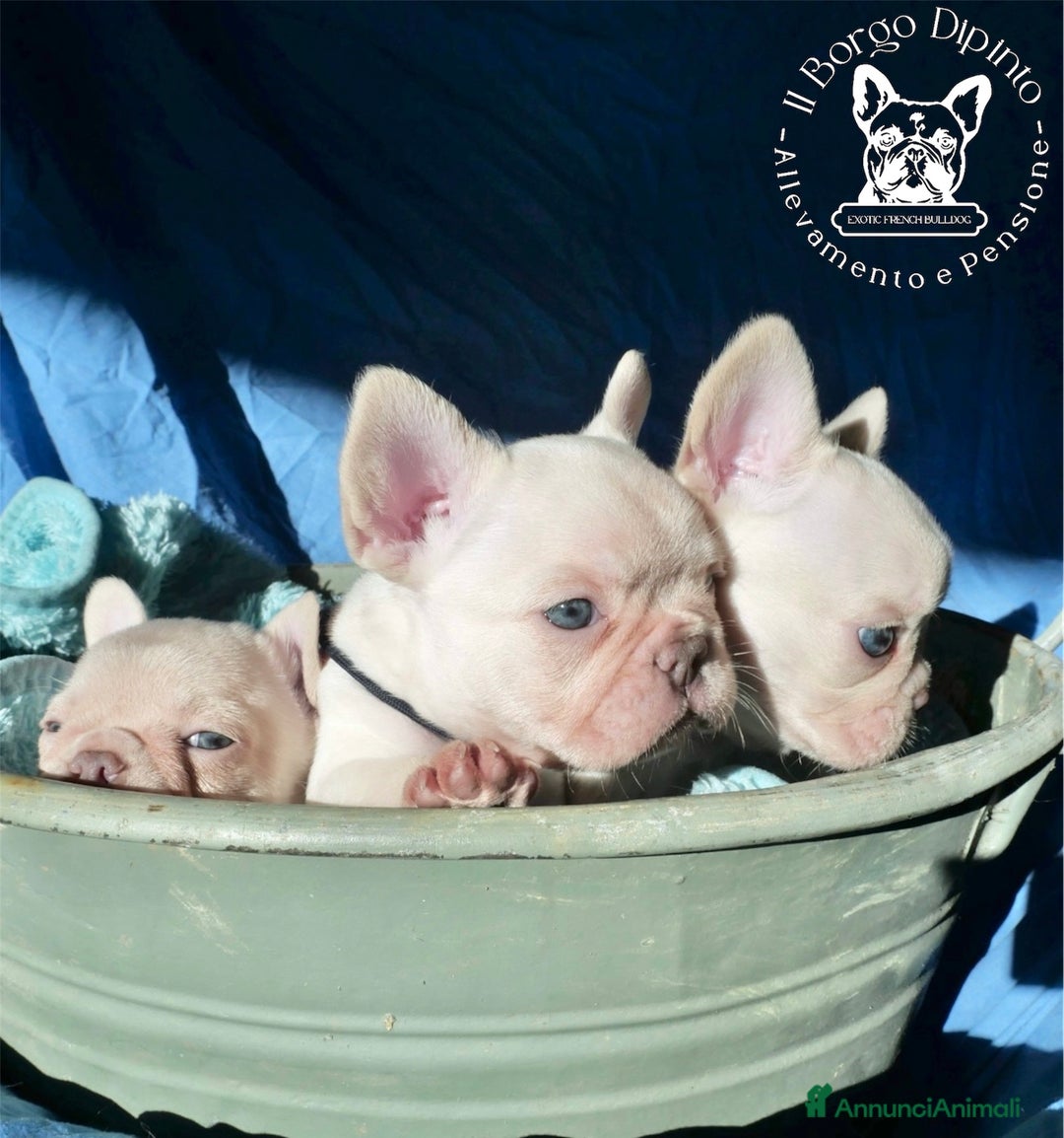 Bulldog Francese cani in vendita: Cuccioli bulldog francese esotico - Annuncio 1