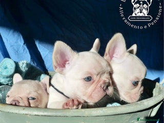 Bulldog Francese cani Cuccioli bulldog francese esotico - Annuncio 6