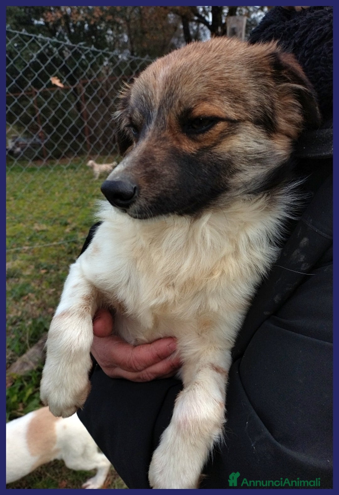 Meticcio cani in regalo: METZCAL CUCCIOLONE 9 MESI TG PICCOLA CERCA FAMIGLI a Città metropolitana di Milano - Annuncio 10