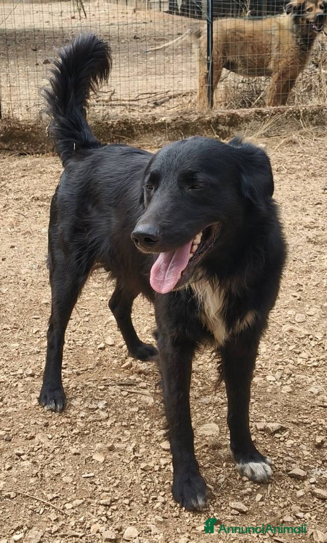 Meticcio cani in regalo: Sansone cagnolino speciale adatto a tutti - Annuncio 2