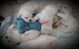 Maltese cani in vendita: DISPONIBILITA' CUCCIOLI MALTESI - Immagine 7
