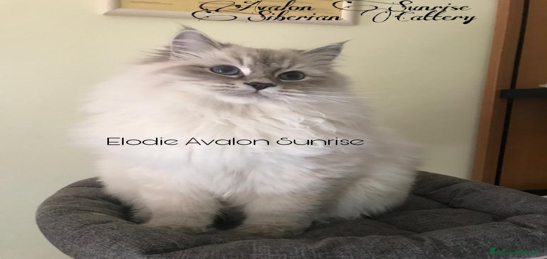 Immagine della galleria {{count}}