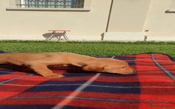 Vizsla cani in vendita: Cucciolata Vizla - Bracco Ungherese - Immagine 4