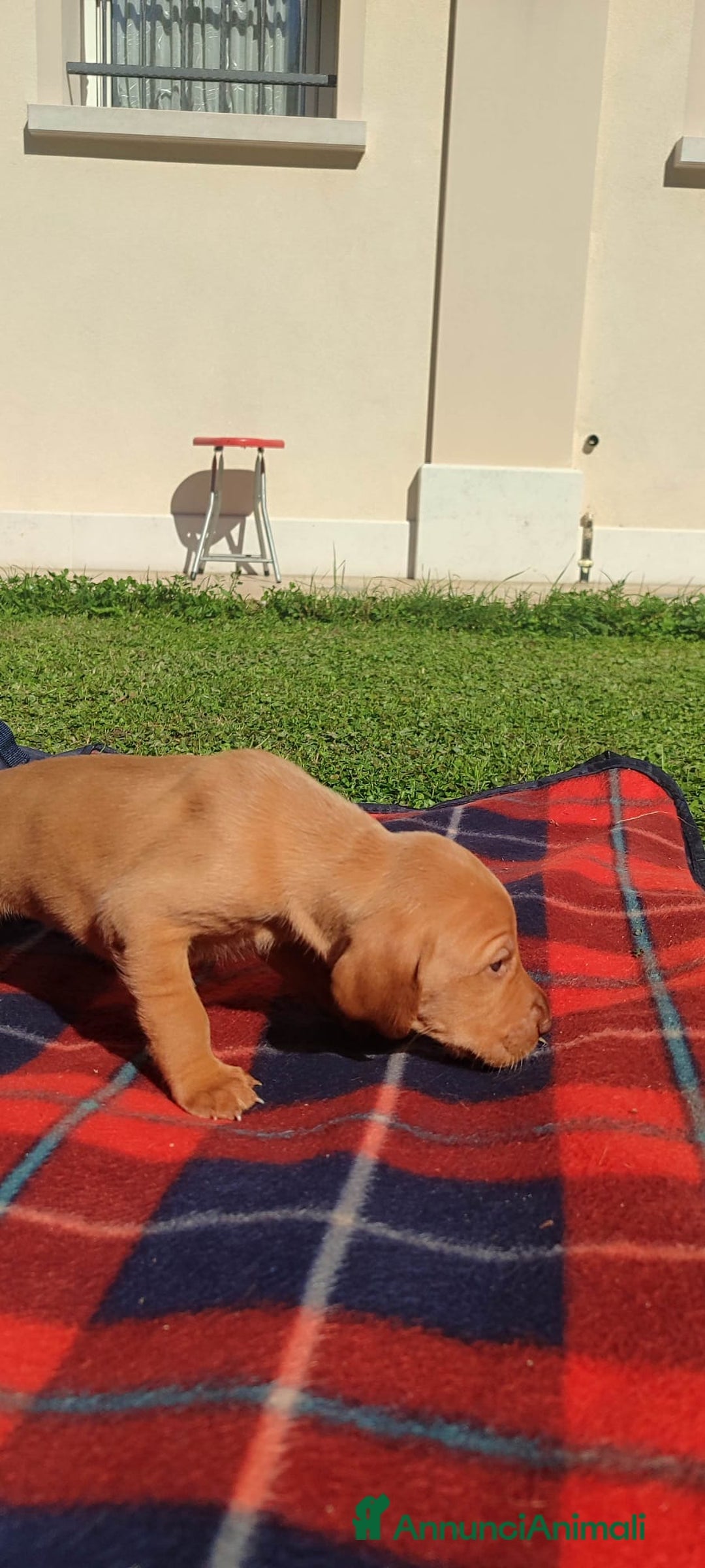 Vizsla cani in vendita: Cucciolata Vizla - Bracco Ungherese - Immagine 4