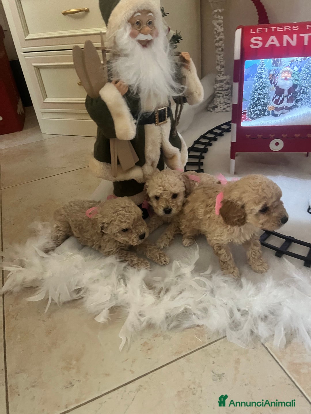 Barboncino Toy cani in vendita: Barboncino toy - Annuncio 2