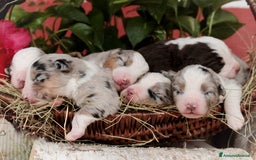 Miniature American Shepherd cani in vendita: Pastore Australiano in Miniatura a Città Metropolitana di Torino - Immagine 6