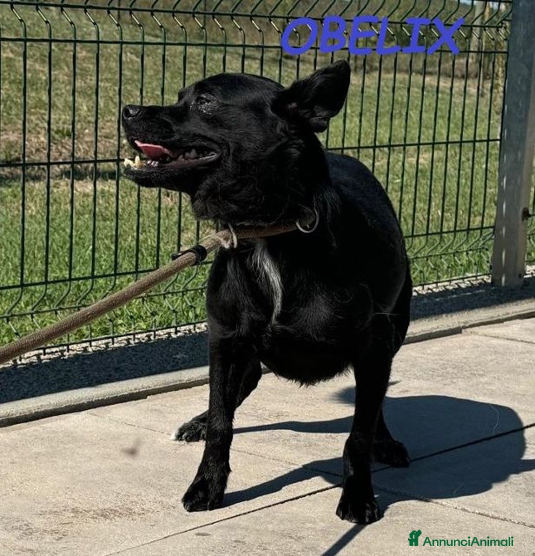 Meticcio cani in regalo: OBELIX affettuoso ed allegro tg picc. - Annuncio 4