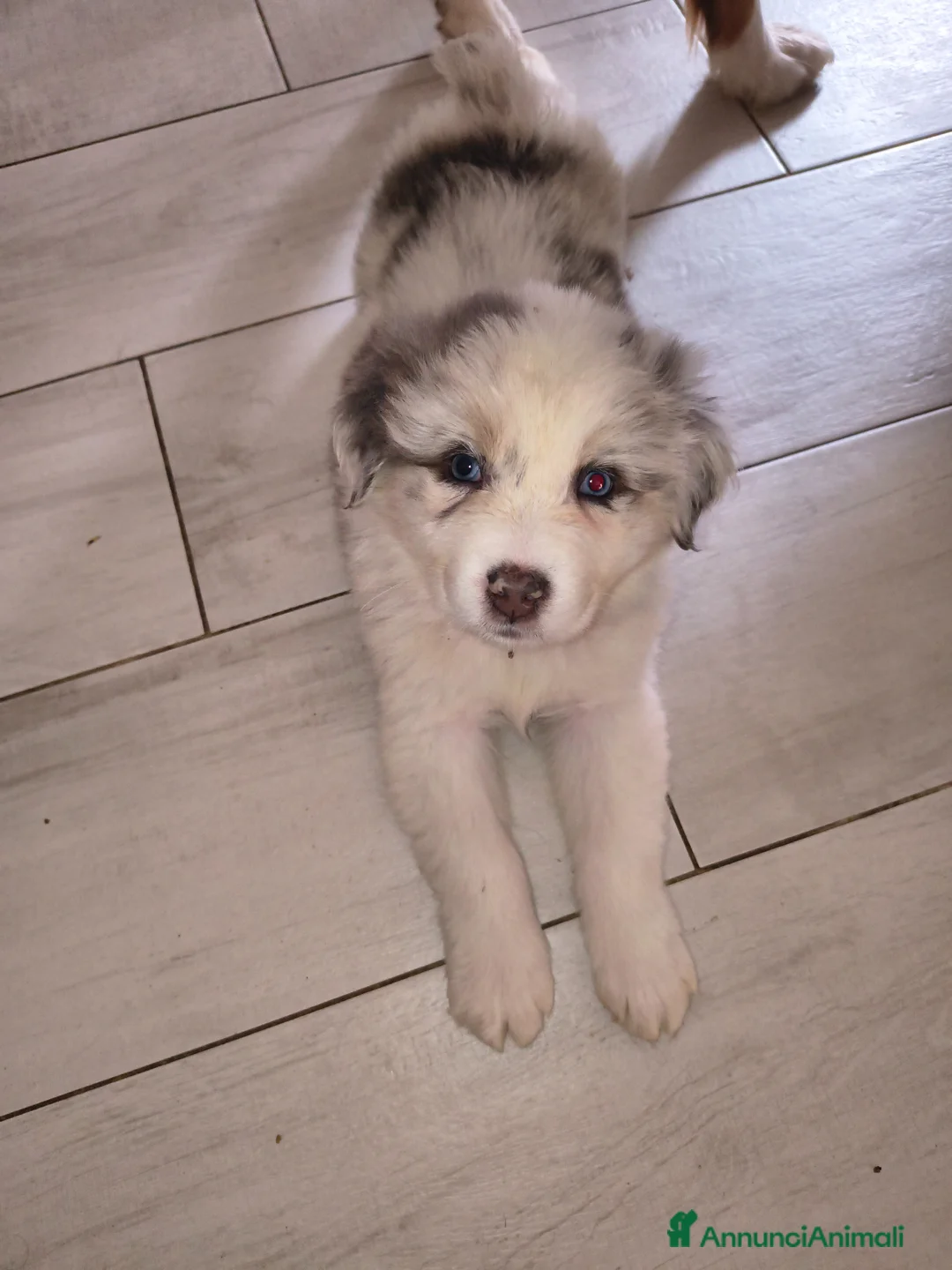 Australian Shepherd cani in vendita: Cuccioli fantastici - Annuncio 6