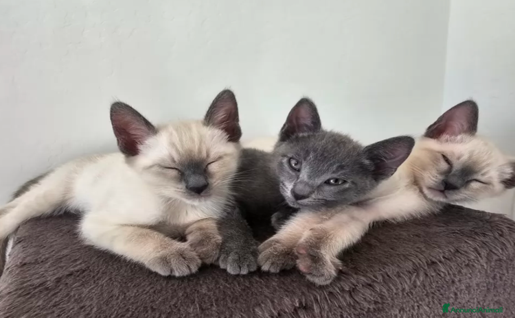 Siamese gatti a Città Metropolitana di Firenze - Annuncio 3