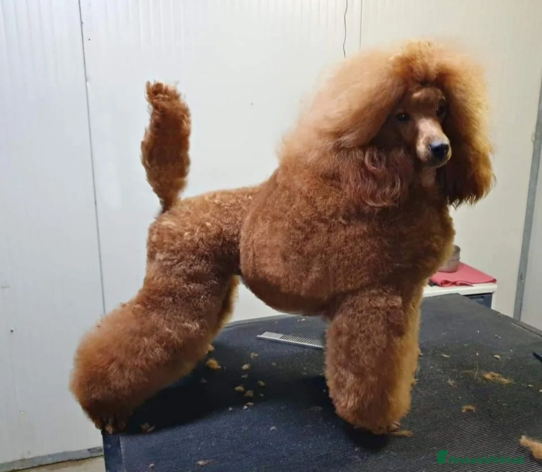 Immagine della galleria {{count}}