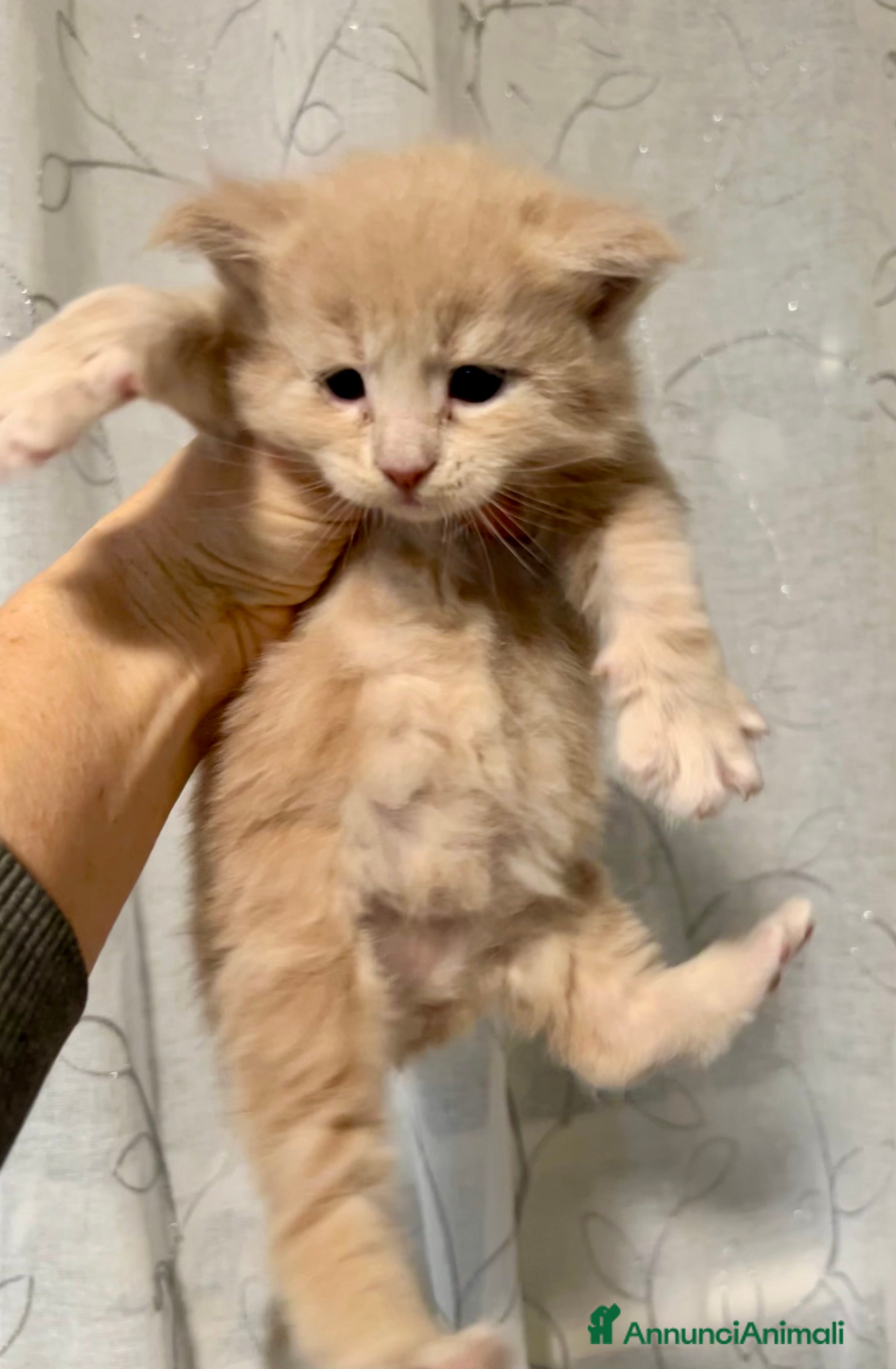 Maine Coon gatti Maine Coon - Annuncio 1