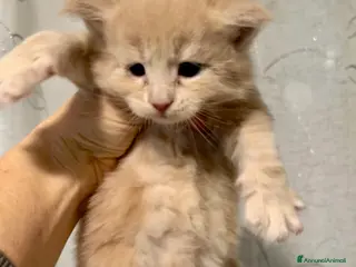 Maine Coon gatti Maine Coon - Annuncio 1