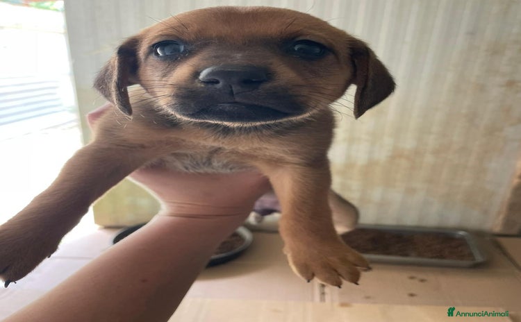 Meticcio cani a Provincia di Arezzo - Annuncio 9