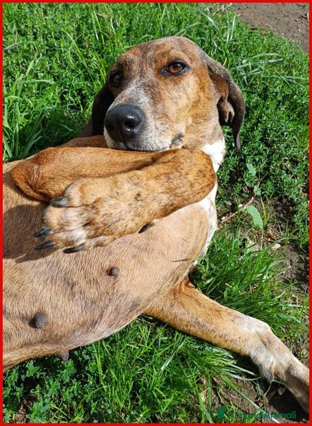 Meticcio cani in regalo: SVITOL dolcissima e vivace - Annuncio 5