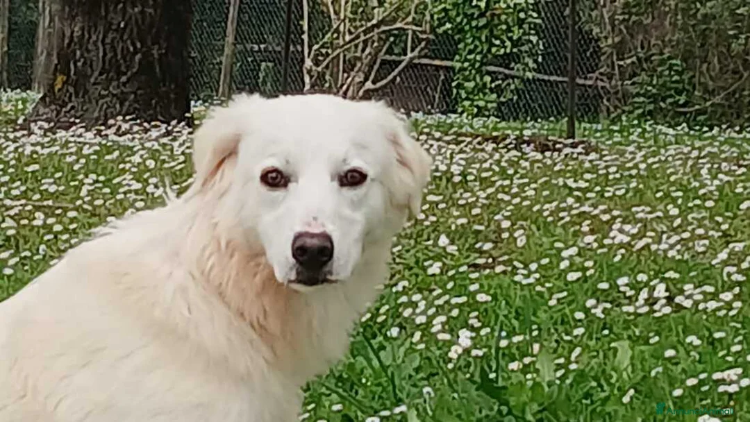 Meticcio cani in regalo: LUCIA STA CERCANDO L'AMORE VERO, IN ADOZIONE - Annuncio 2