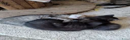 Meticcio gatti in regalo: Regalo gattini di tre mesi a Provincia di Cuneo - Annuncio 6