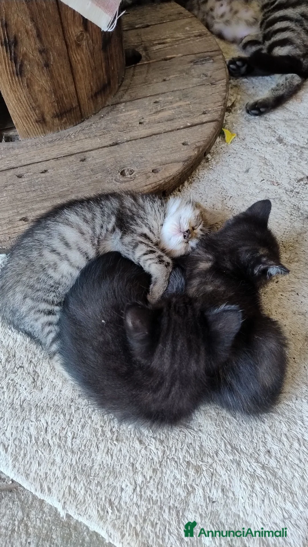 Meticcio gatti in regalo: Regalo gattini di tre mesi a Provincia di Cuneo - Annuncio 6