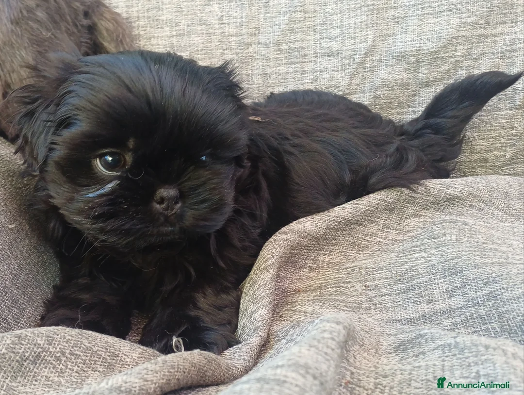 Shih Tzu cani in vendita: Cucciolo shih-tzu shitzu shihtzu con pedigree  - Annuncio 7