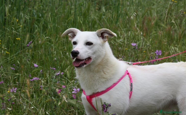 Altre razze cani Tracy in adozione - Annuncio 1