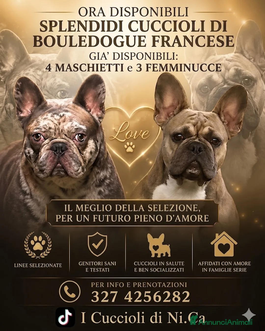 Bulldog Francese cani in vendita: Cucciola Bulldog Francese  - Annuncio 2