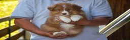Australian Shepherd cani in vendita: Cuccioli di pastore australiano  - Annuncio 4