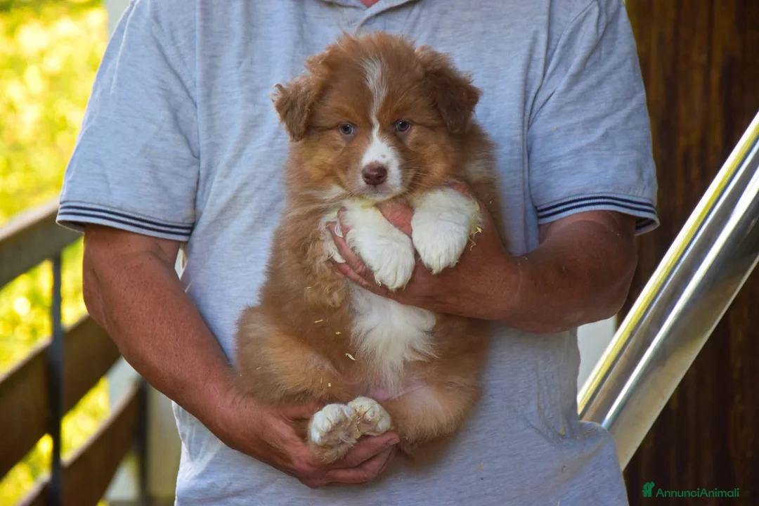 Australian Shepherd cani in vendita: Cuccioli di pastore australiano  - Annuncio 4