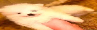 Volpino Pomerania 1