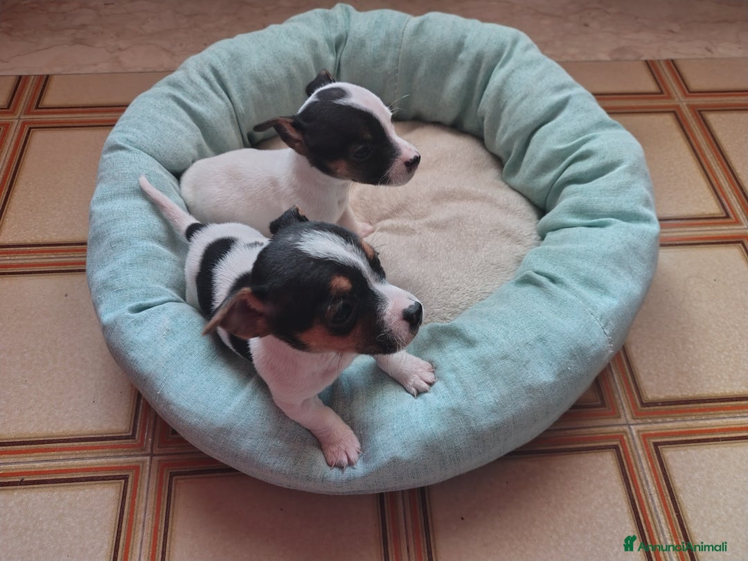 Jack Russell cani in vendita: Cuccioli jack russel  - Annuncio 2