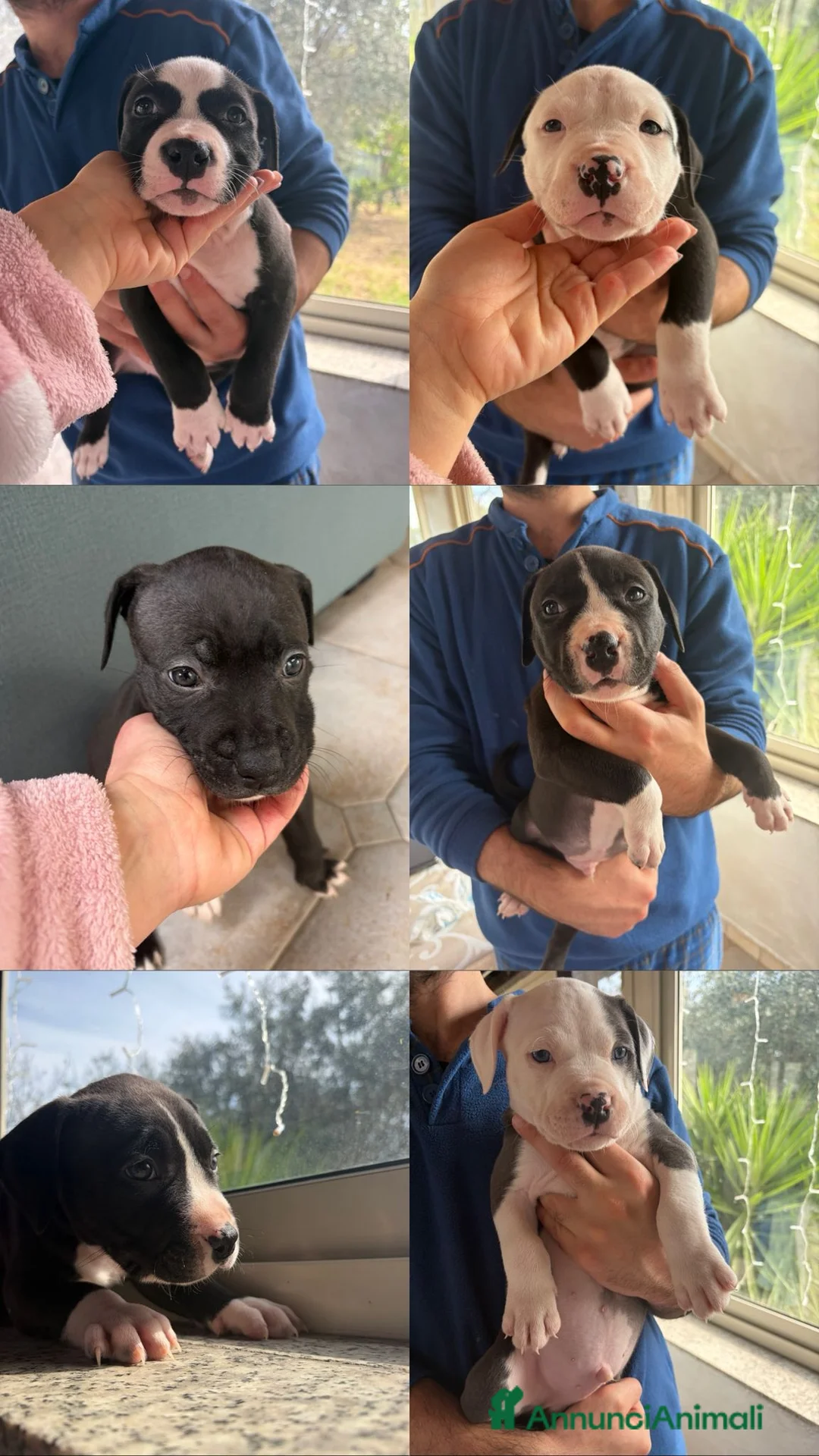 Pitbull cani in vendita: Cuccioli pitbull  a Provincia di Frosinone - Annuncio 2