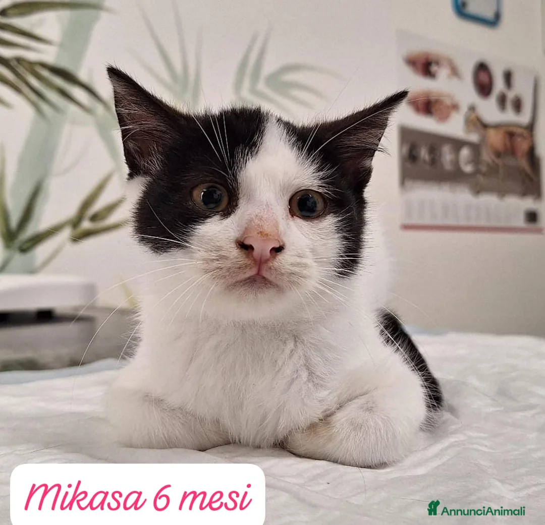 Altre razze gatti in regalo: Gattini desiderosi di trovare casa  - Annuncio 3